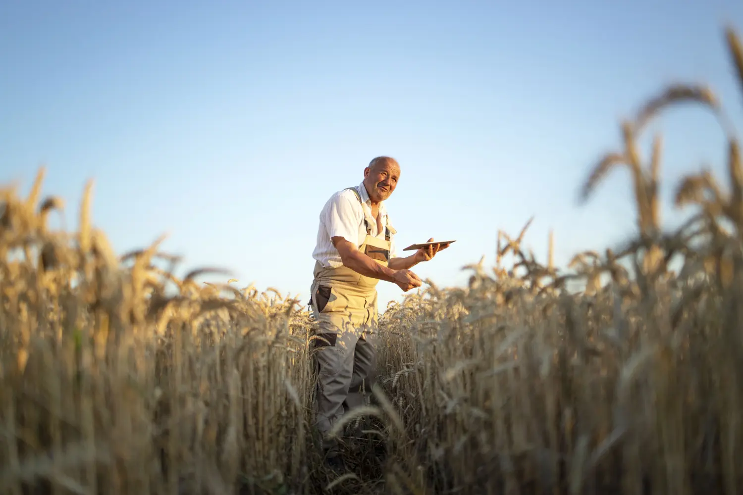 Senior-Landwirt und Agronom im Weizenfeld prüft die Ernte vor der Ernte und hält einen Tablet-Computer der Cavus Bäckerei GmbH in der Hand